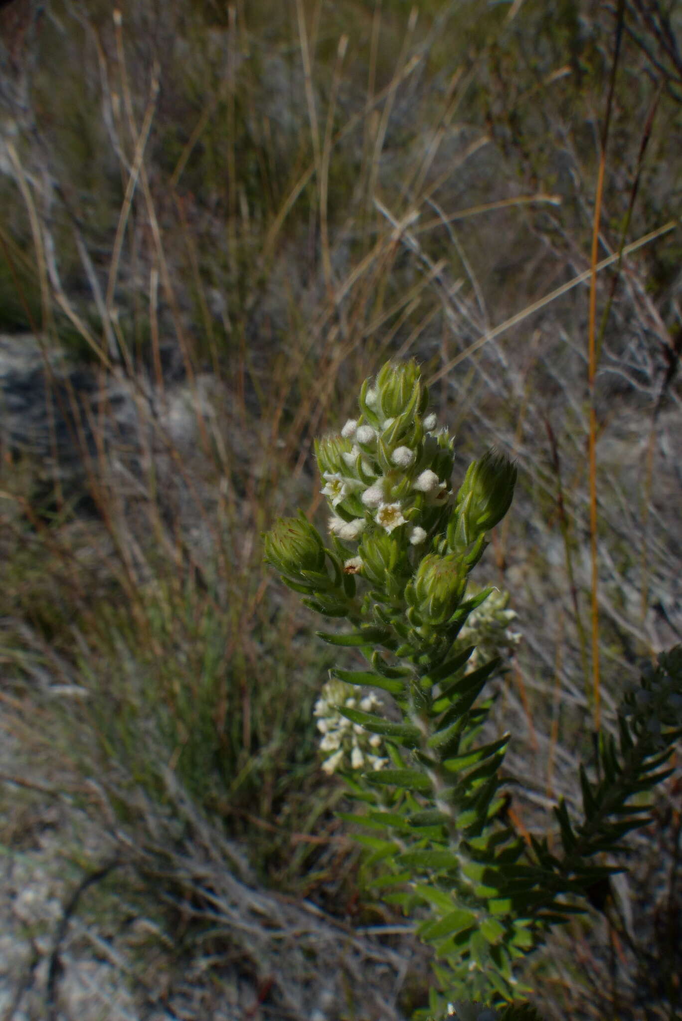 Image of Phylica axillaris Lam.