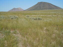 Image of tapertip hawksbeard