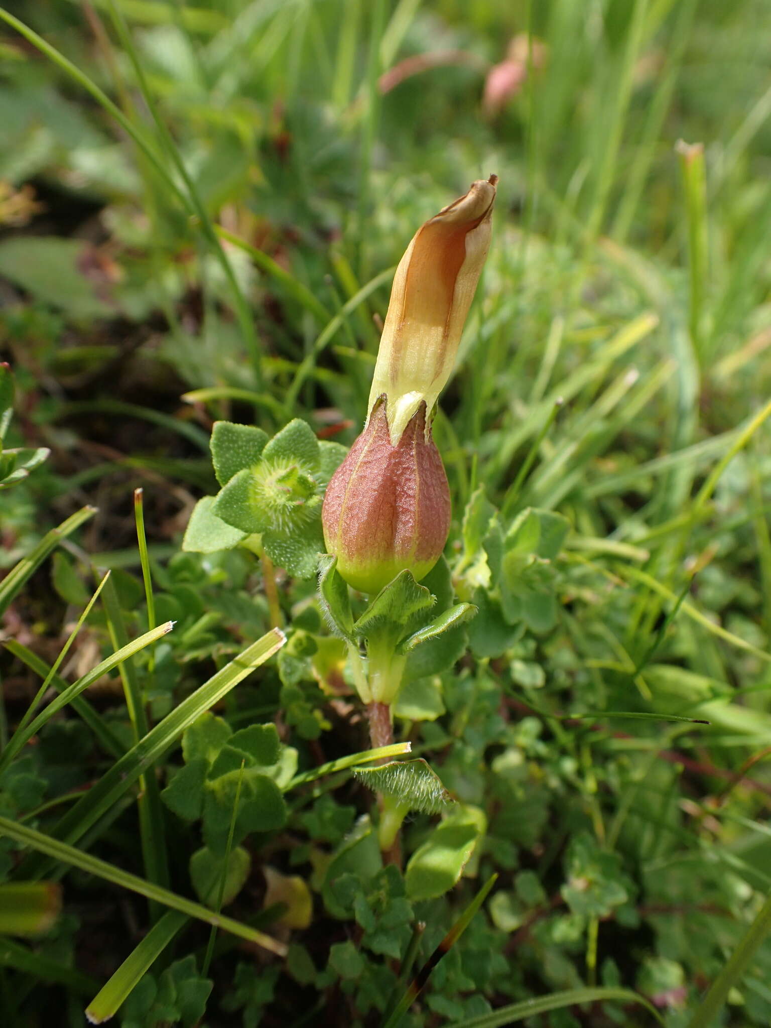 Image of Cyananthus flavus C. Marquand