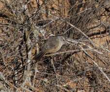 Image of Dusky-tailed Canastero