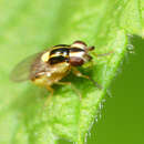 Image of Chloropid fly