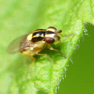 Image of Chloropid fly