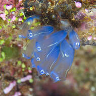 Image of Clavelina robusta Kott 1990