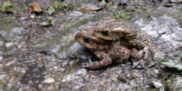 Image of Himalayan Toad