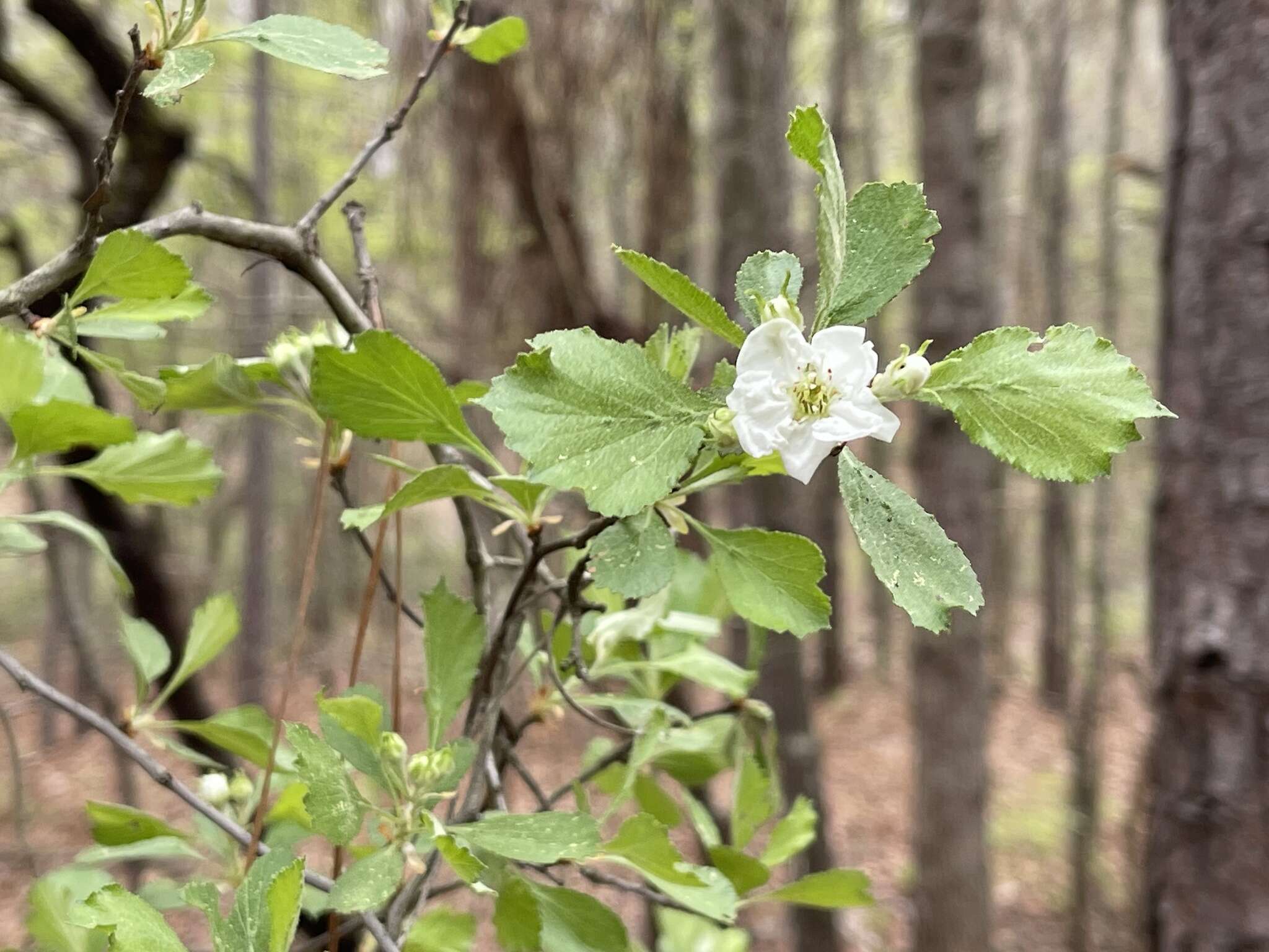 Imagem de Crataegus alabamensis Beadle