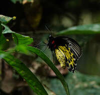 Sivun Troides helena (Linnaeus 1758) kuva