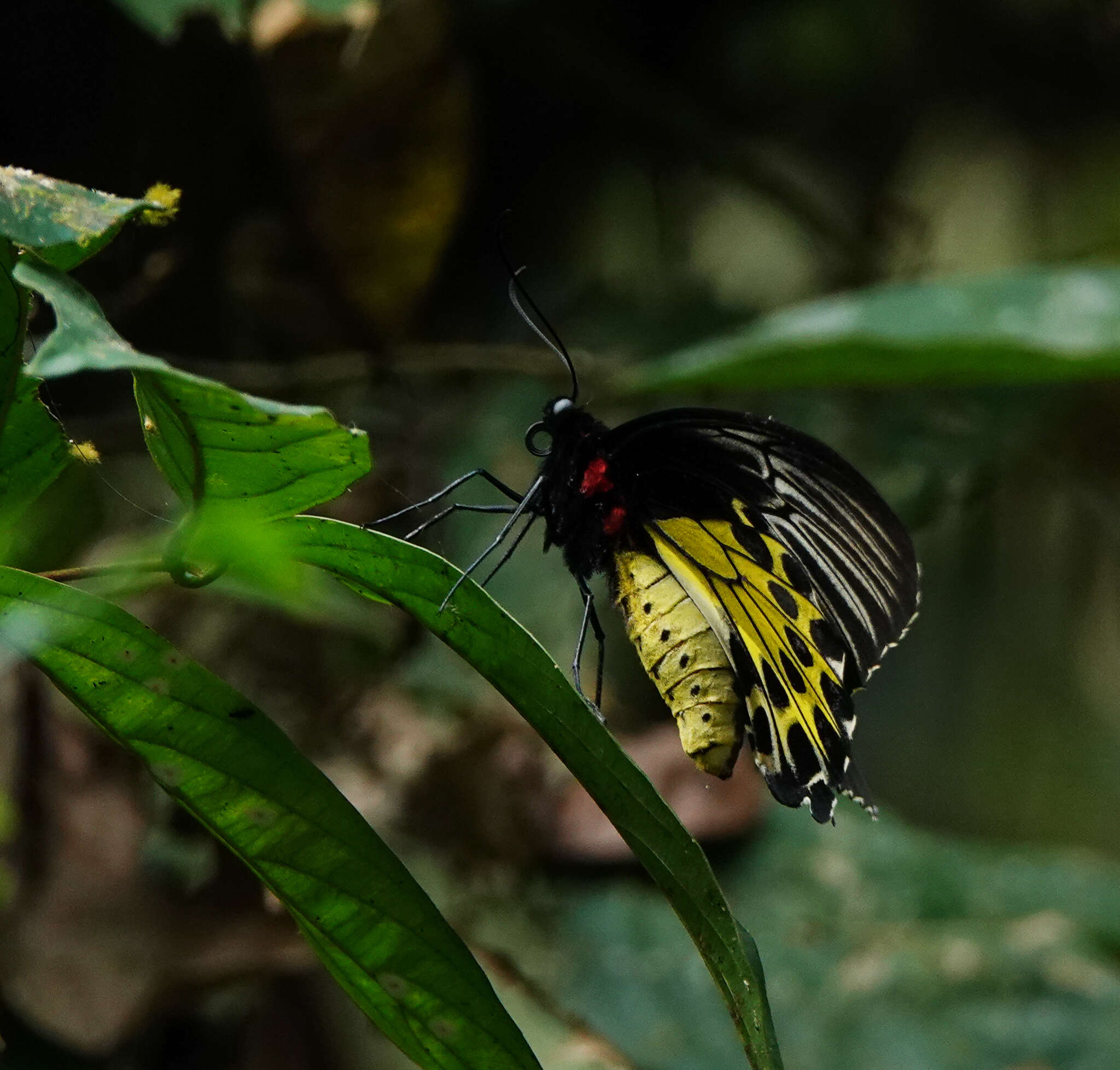 Troides helena (Linnaeus 1758) resmi