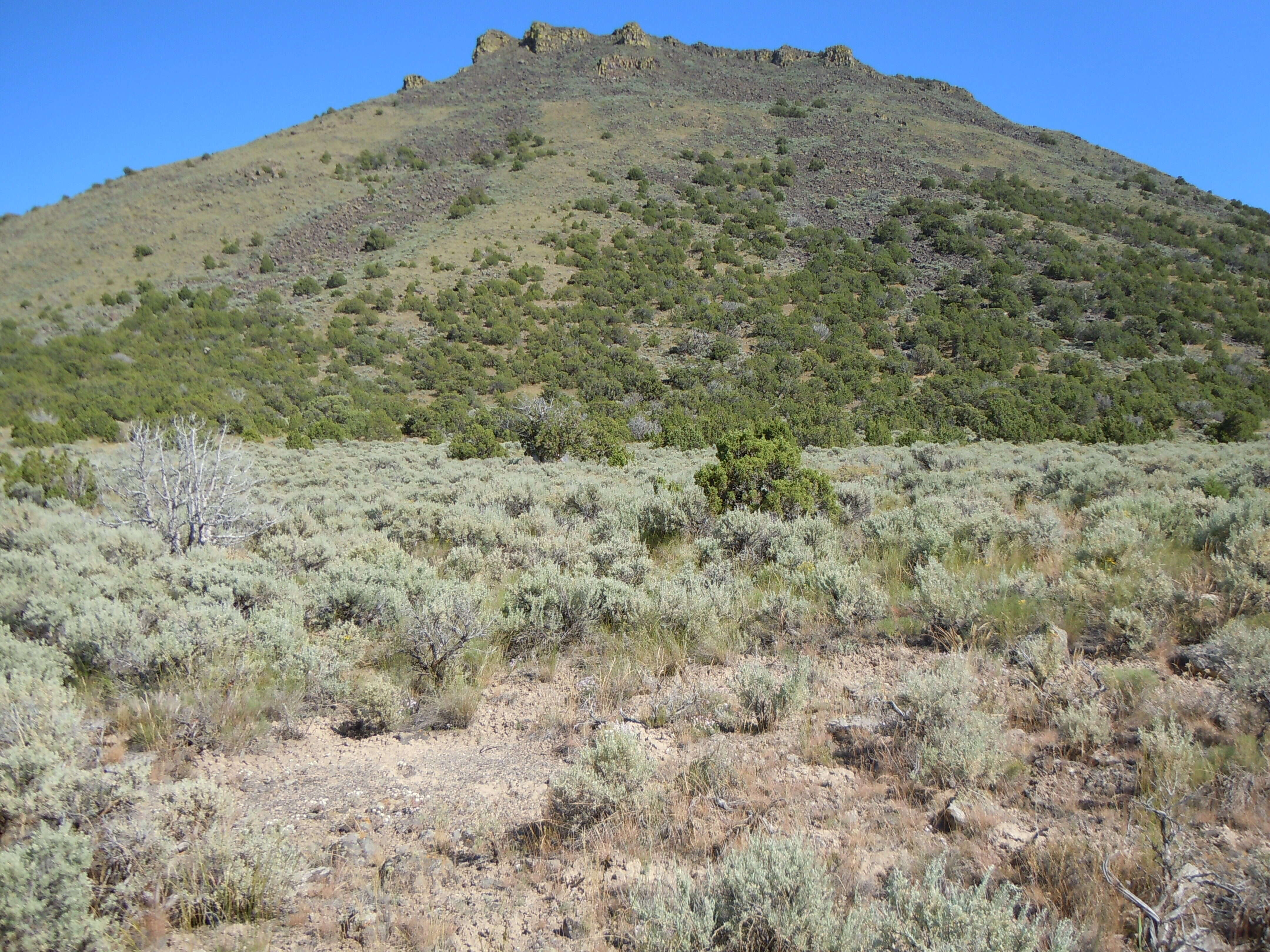 Image of tapertip hawksbeard