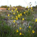 Image of ballast toadflax