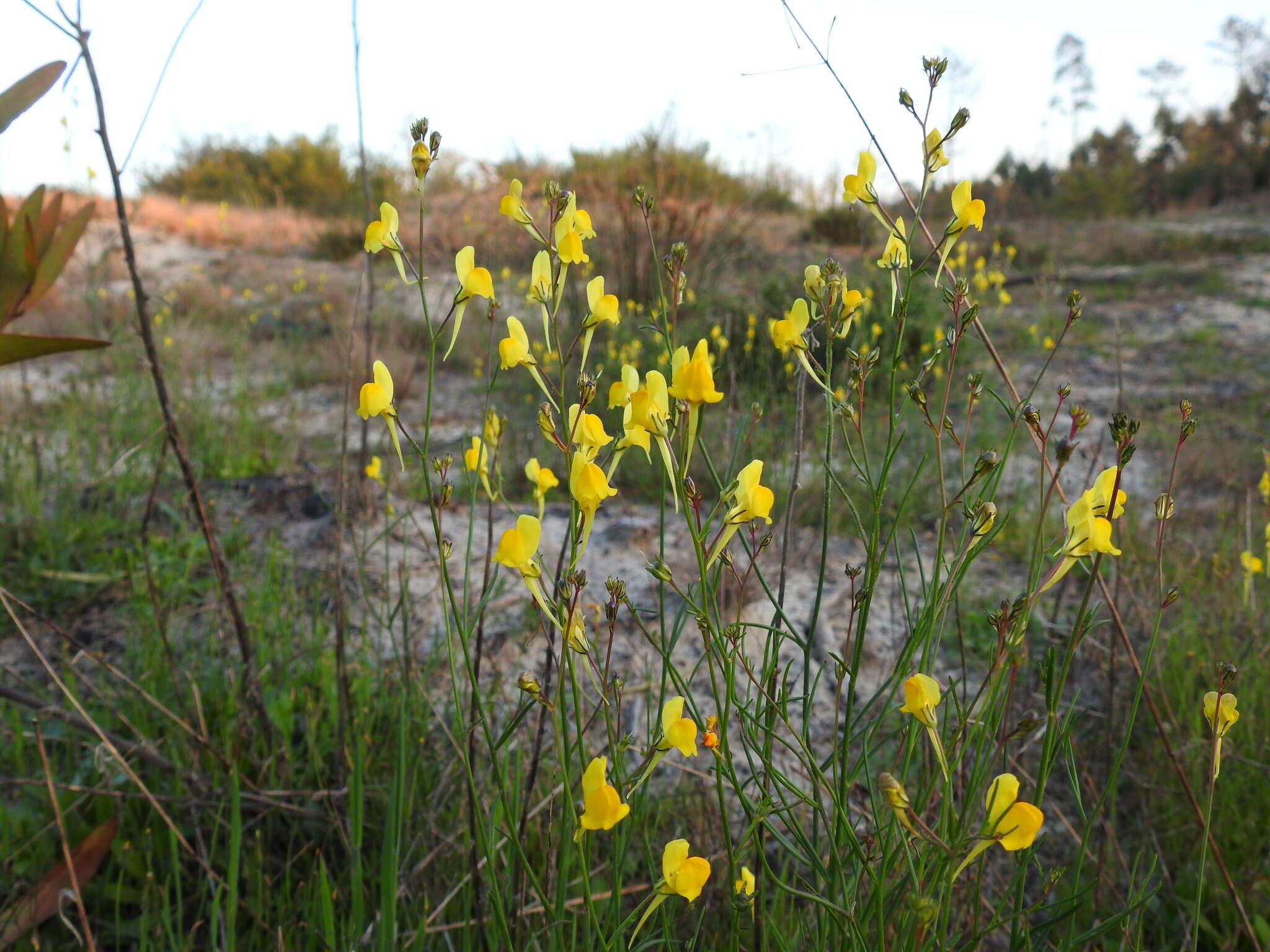 Image of ballast toadflax