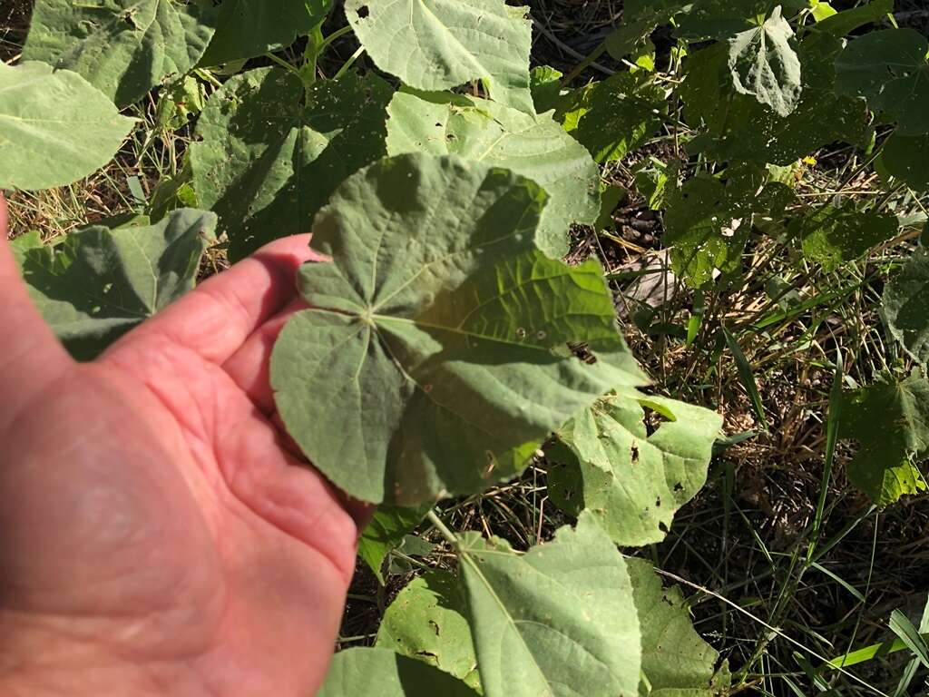 Image of Asian Indian-Mallow