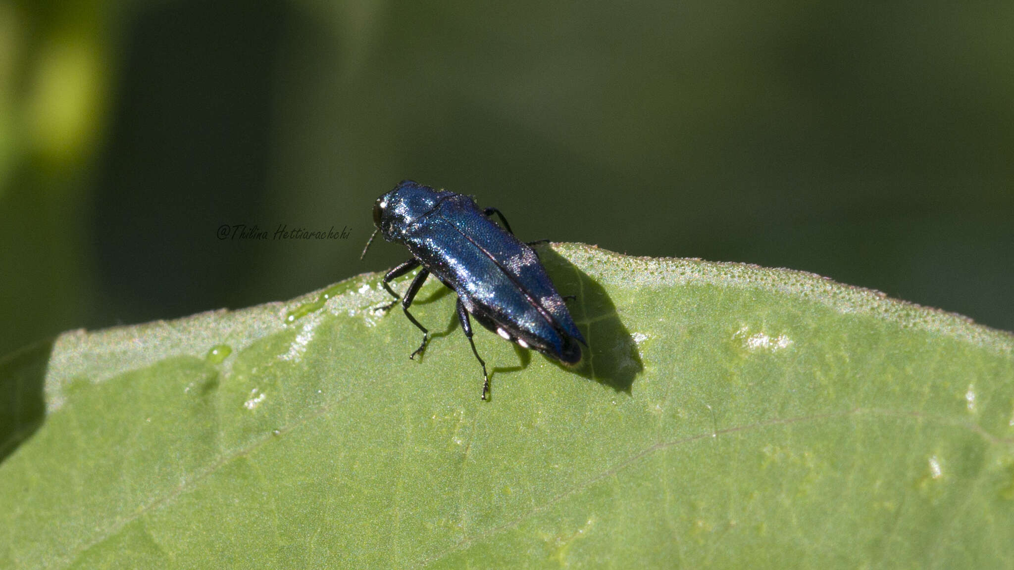 Agrilus acutus (Thunberg 1787) resmi