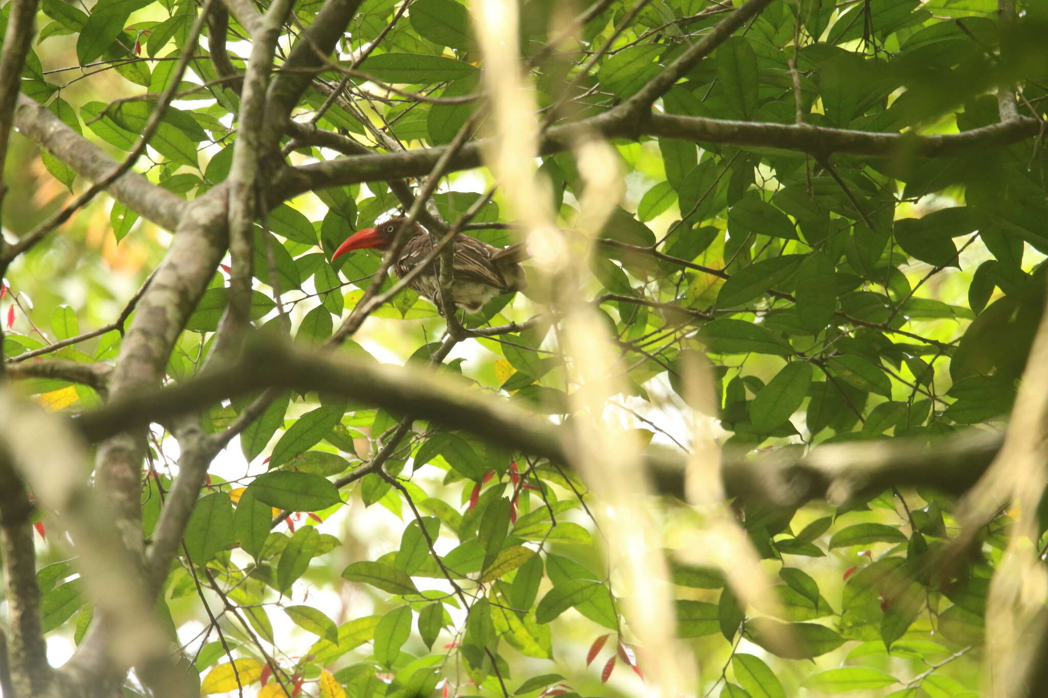 Image of Dwarf Hornbill