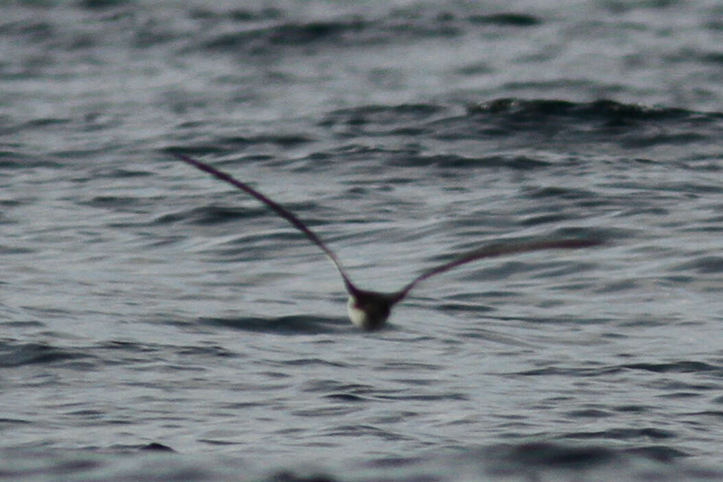 Image of Dark-rumped Petrel