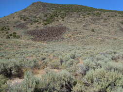 Image of tapertip hawksbeard