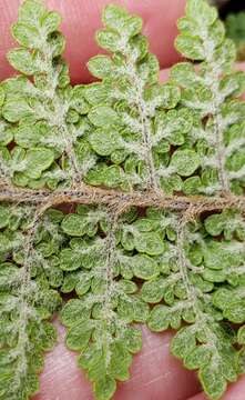 Image of Woolly lipfern