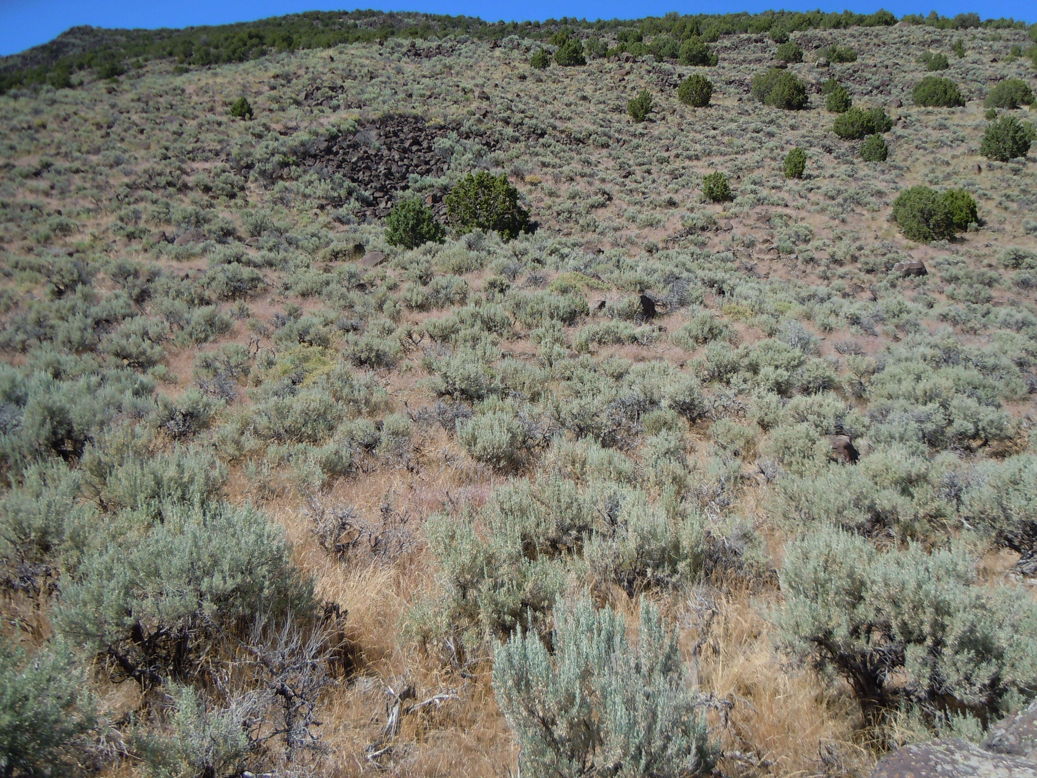 Image of tapertip hawksbeard