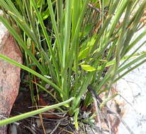 Kniphofia uvaria (L.) Oken resmi