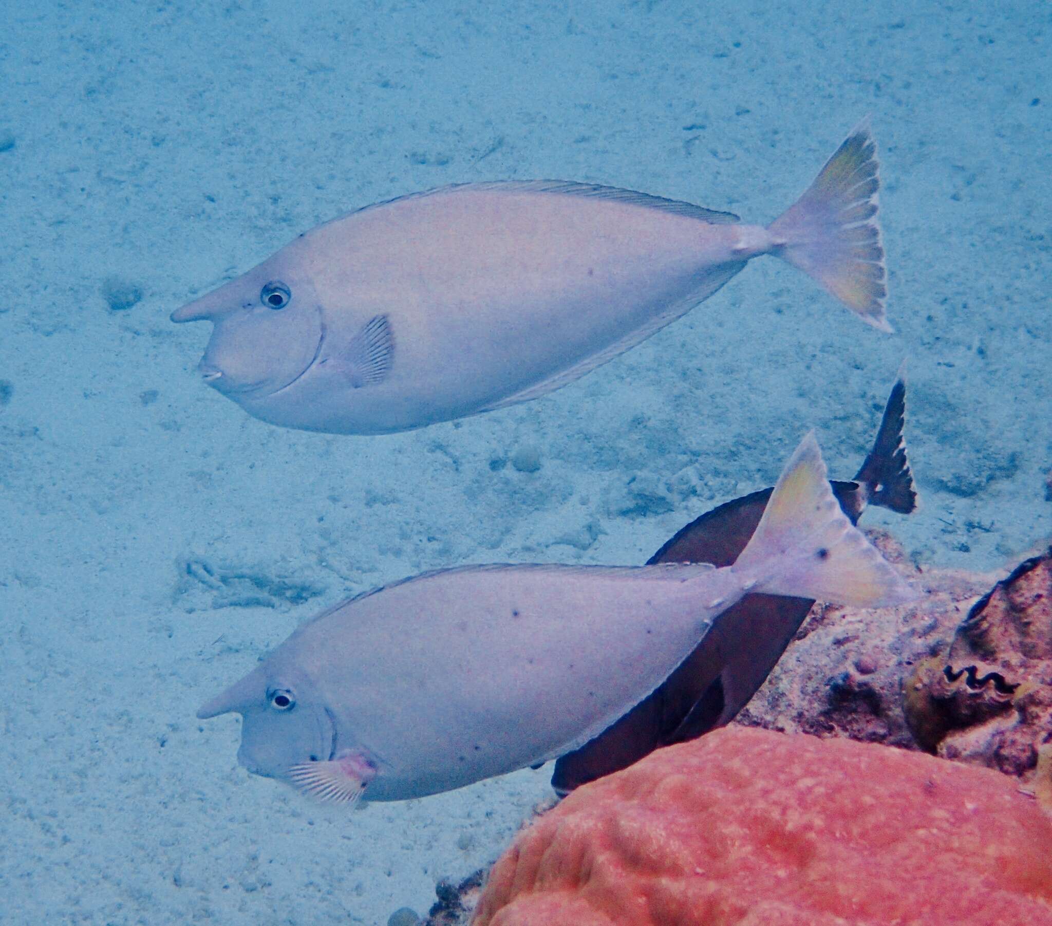 Image of Banded Unicornfish