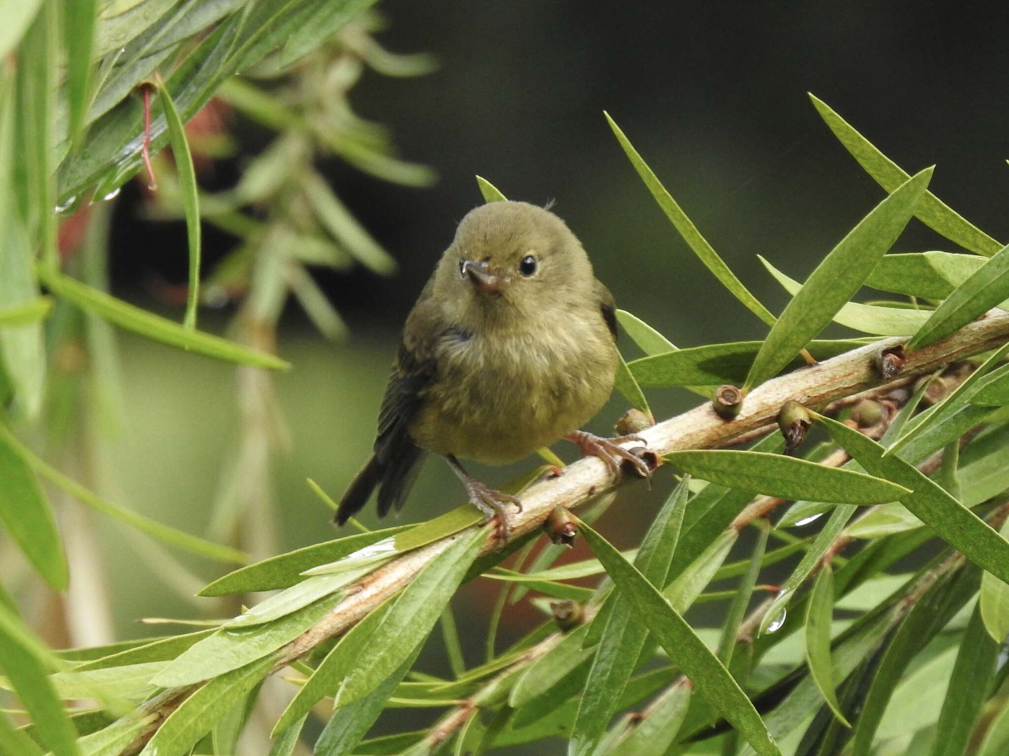 Image of Slaty Flower-piercer