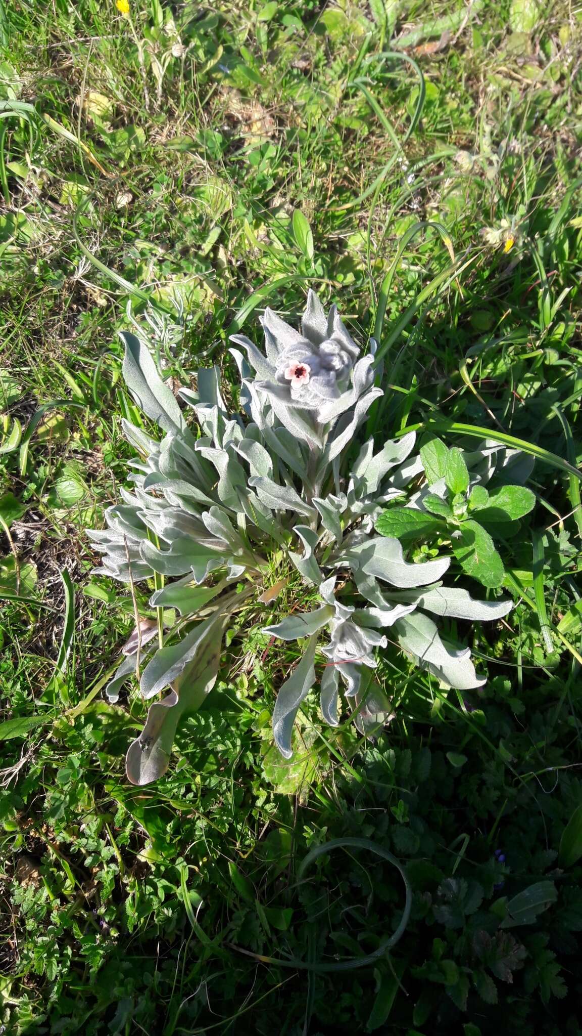 Plancia ëd Boraginaceae