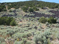 Image of Bigberry Juniper