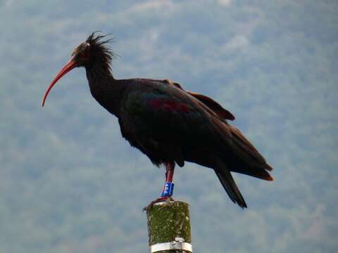 Image of Bald Ibis