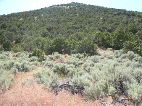 Image of Bigberry Juniper