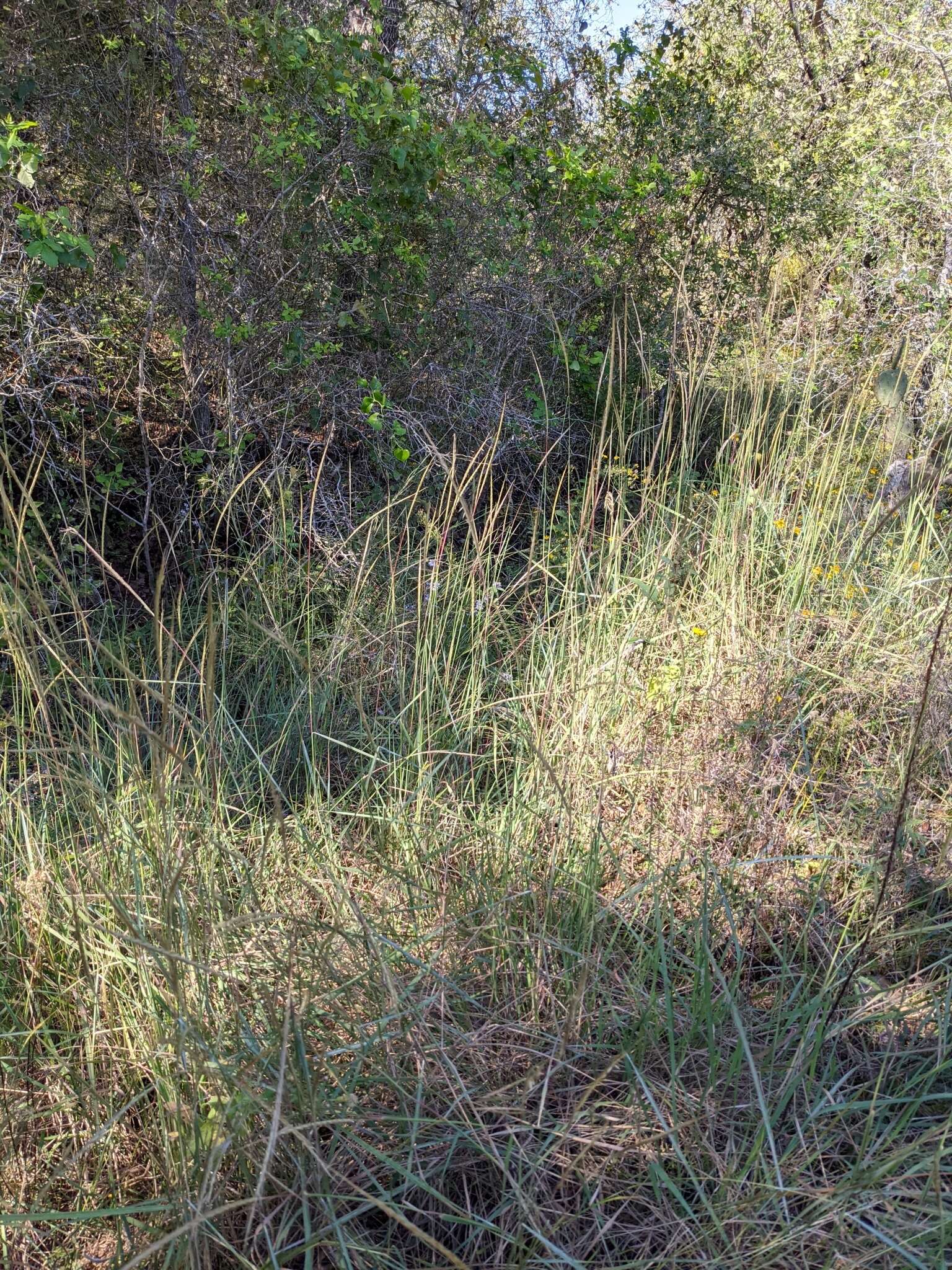 Imagem de Trachypogon spicatus (L. fil.) Kuntze