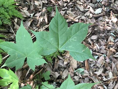 Image of castor aralia