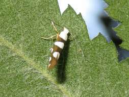 Image of Argyresthia brockeella Hübner 1805