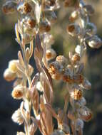 Слика од Artemisia frigida Willd.