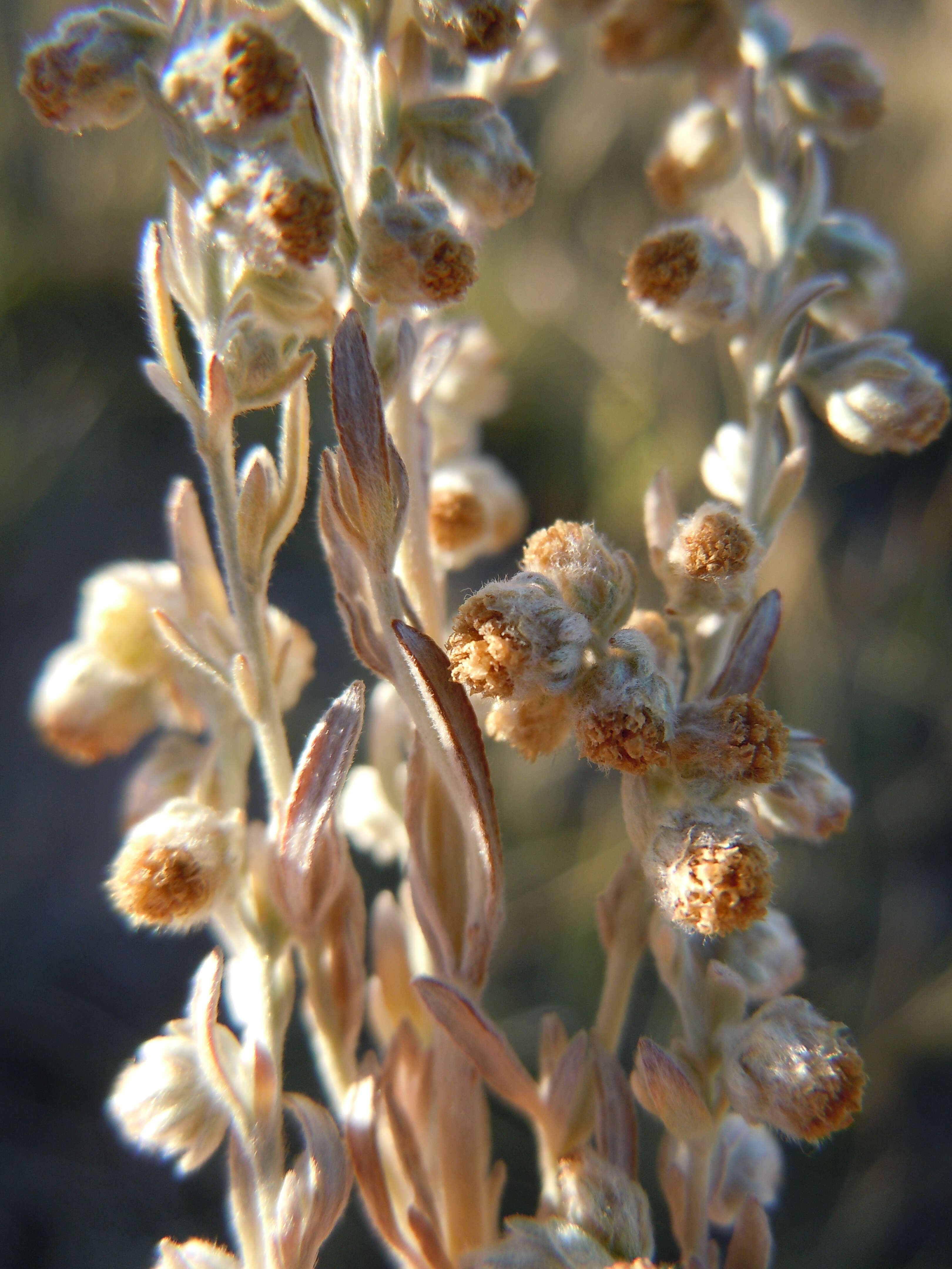 Слика од Artemisia frigida Willd.