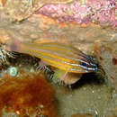 Image of Kupang cardinalfish