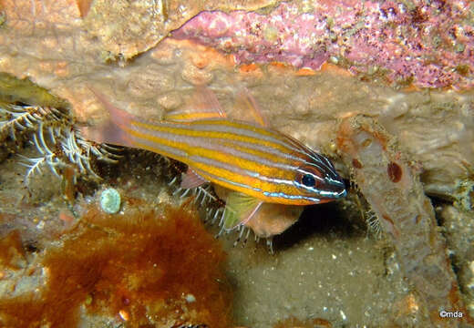 Image of Kupang cardinalfish