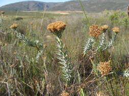 Image of Athanasia sertulifera DC.