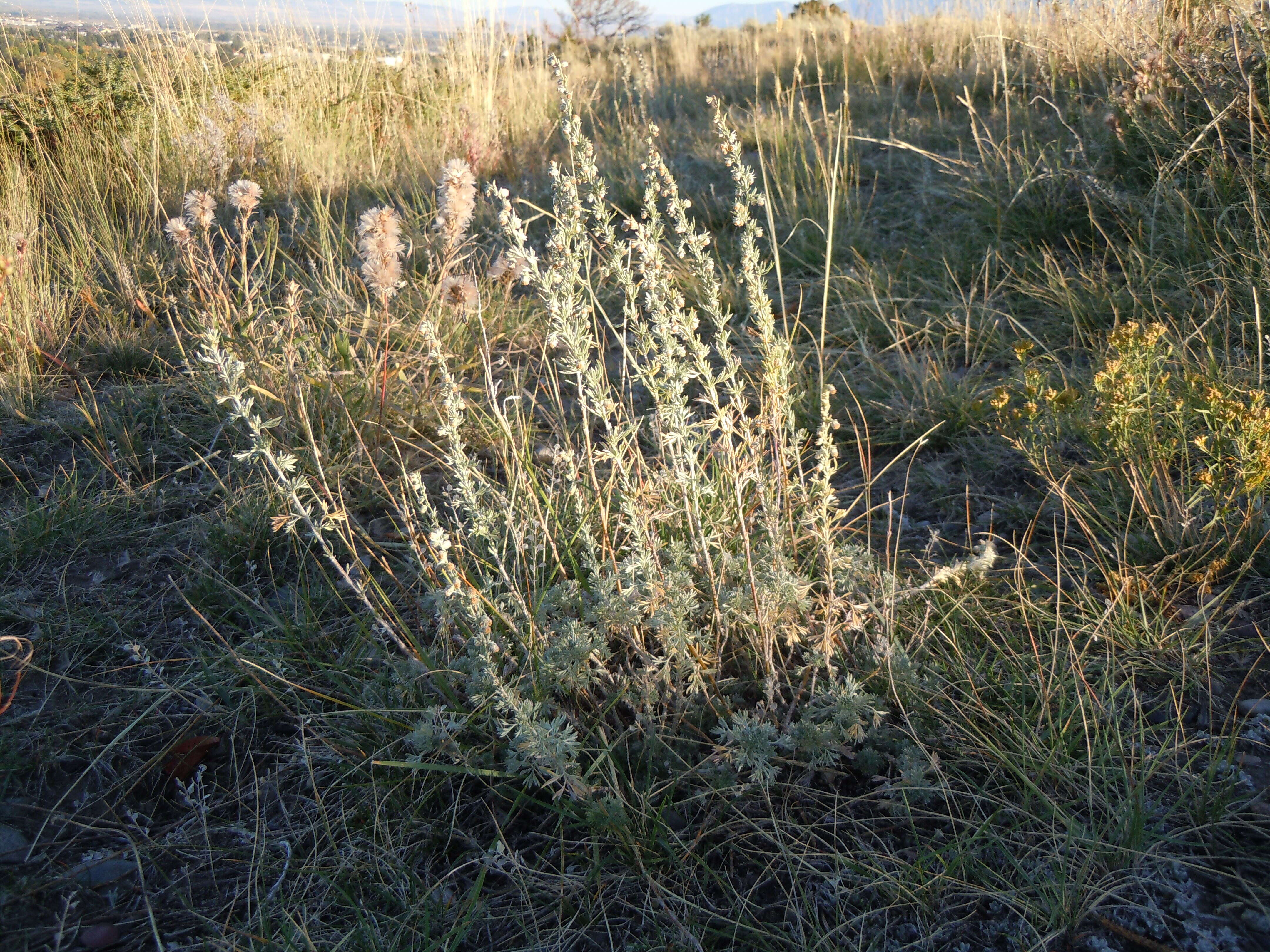 Слика од Artemisia frigida Willd.