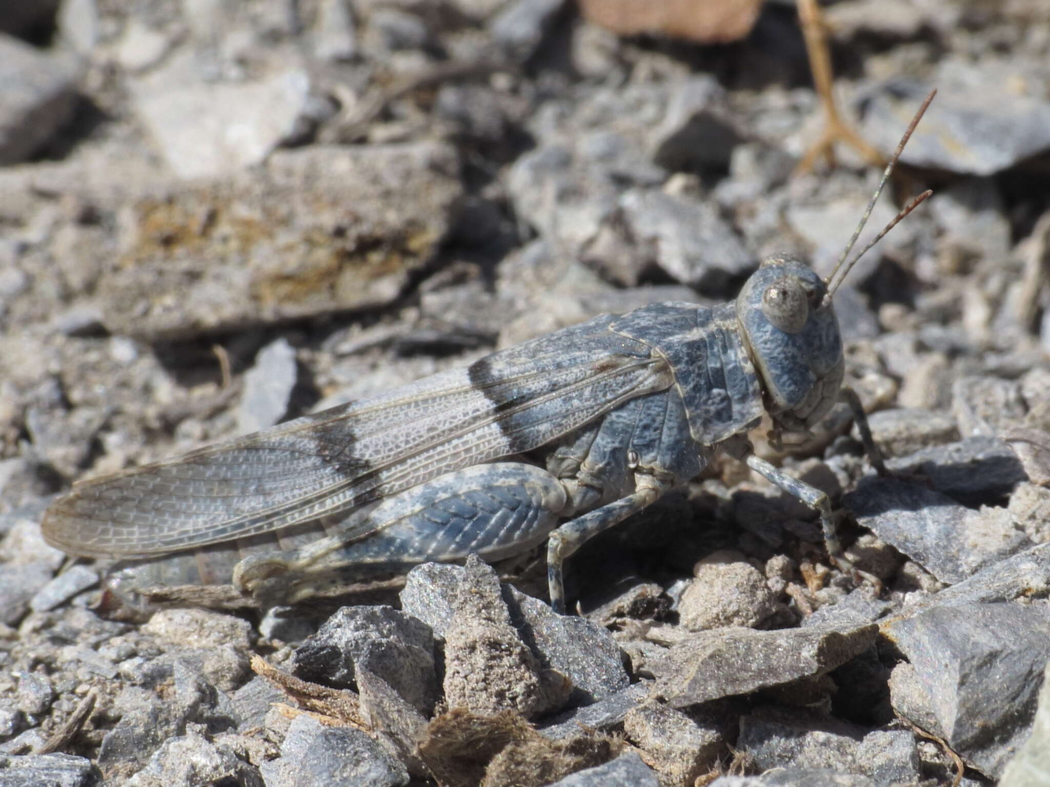 Plancia ëd Sphingonotus (Sphingonotus) lluciapomaresi (Defaut 2005)