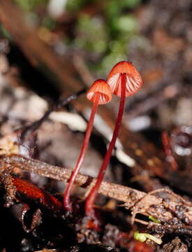 Image de Mycena toyerlaricola Grgur. 2003