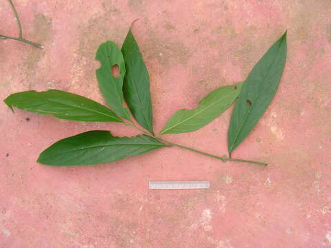 Image of Nectandra cuspidata Nees & Mart. ex Nees