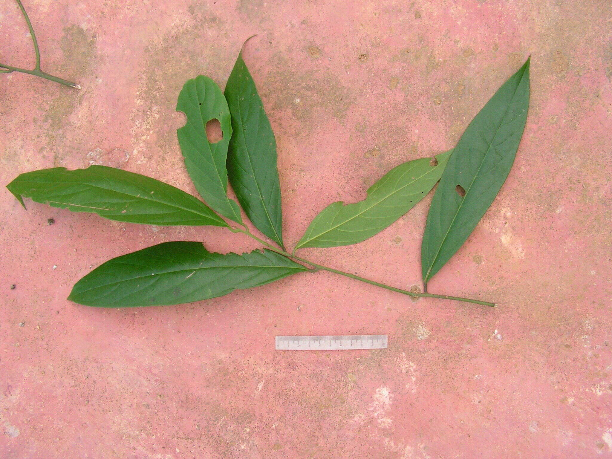 Image of Nectandra cuspidata Nees & Mart. ex Nees