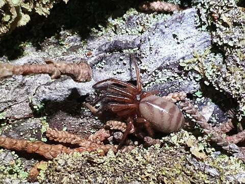 Image of Ariadna septemcincta (Urquhart 1891)