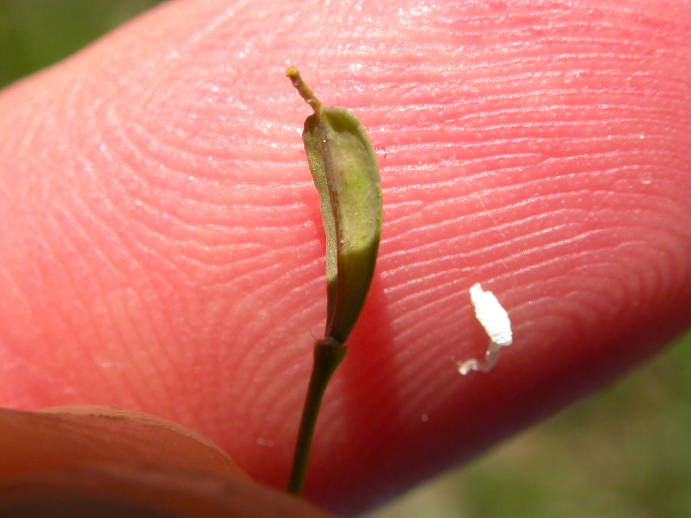 Imagem de Noccaea fendleri subsp. glauca (A. Nelson) Al-Shehbaz & M. Koch