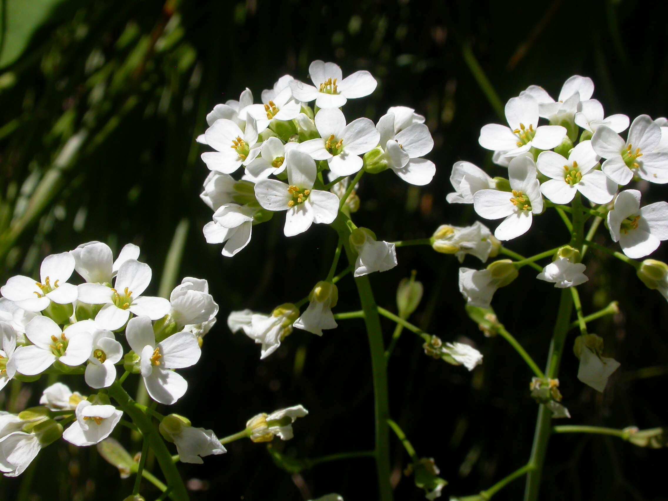 Imagem de Noccaea fendleri subsp. glauca (A. Nelson) Al-Shehbaz & M. Koch