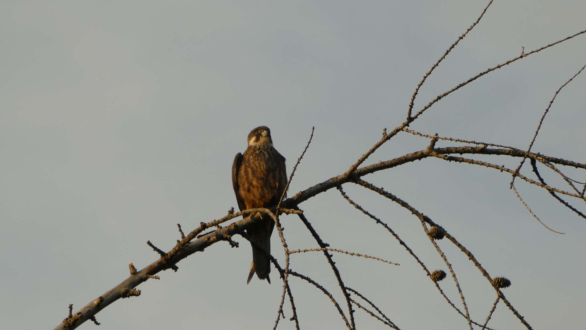 Image of Eurasian Hobby