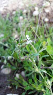 Image of common catchfly