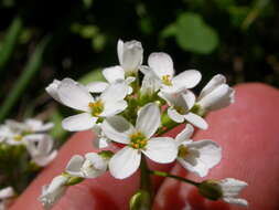 Imagem de Noccaea fendleri subsp. glauca (A. Nelson) Al-Shehbaz & M. Koch