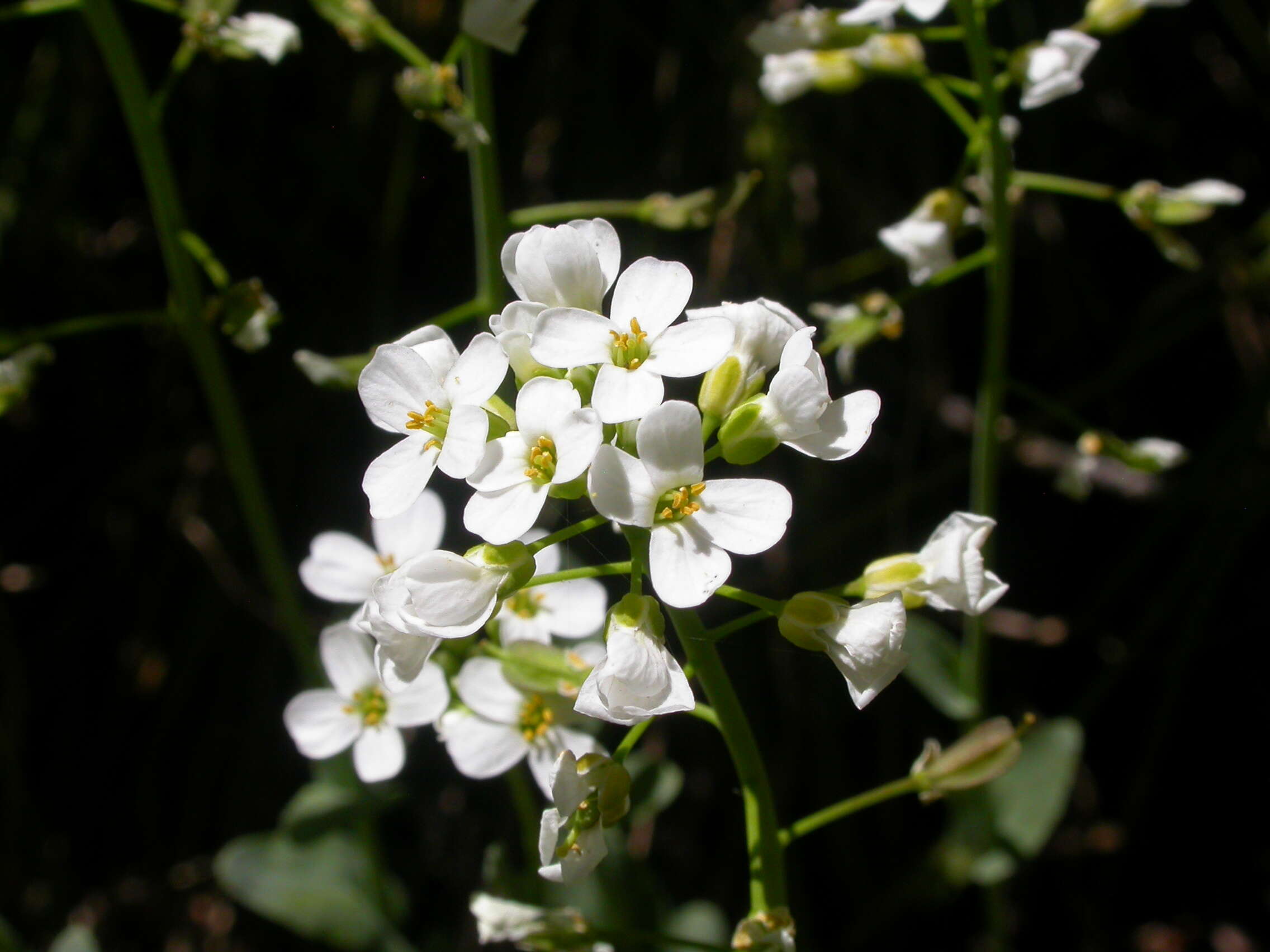 Imagem de Noccaea fendleri subsp. glauca (A. Nelson) Al-Shehbaz & M. Koch