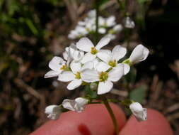 Imagem de Noccaea fendleri subsp. glauca (A. Nelson) Al-Shehbaz & M. Koch