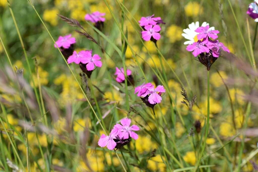 Image of carthusian pink